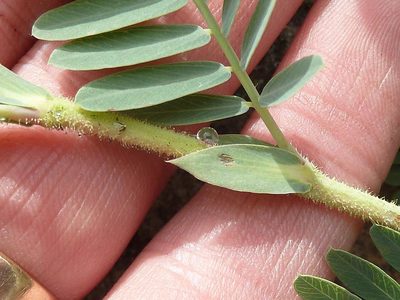 Aeschynomene nodulosa, photographed by Andrew Hankey