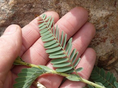 Aeschynomene nodulosa, photographed by Andrew Hankey