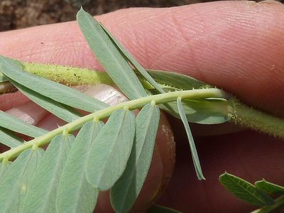 Aeschynomene nodulosa, photographed by Andrew Hankey