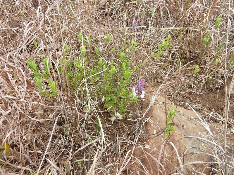 Syncolostemon thorncroftii, photographed by Andrew Hankey