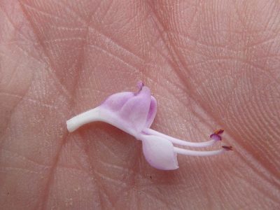 Syncolostemon thorncroftii, photographed by Andrew Hankey