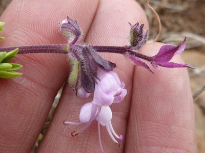 Syncolostemon thorncroftii, photographed by Andrew Hankey