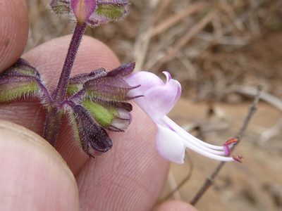 Syncolostemon thorncroftii, photographed by Andrew Hankey