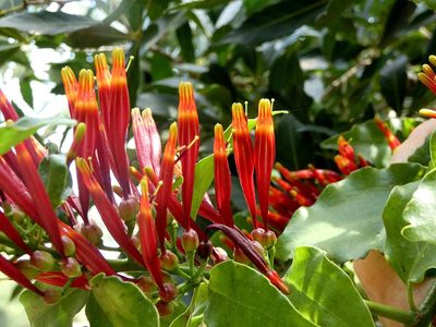 Agelanthus kraussianus, photographed by Ronald Flipphi