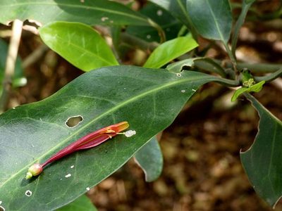 Agelanthus kraussianus, photographed by Ronald Flipphi