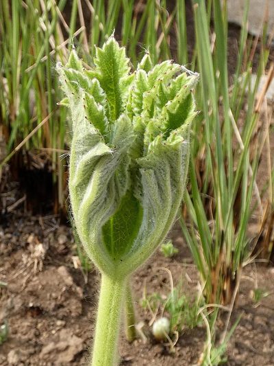 Knowltonia fanninii, photographed by Ronald Flipphi