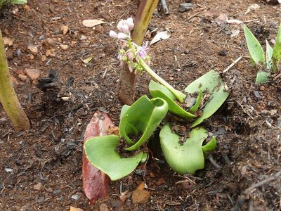 Ledebouria cooperi, photographed by Andrew Hankey