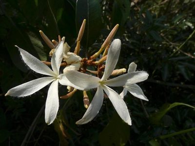 Ancylobothrys petersiana, photographed by Ronald Flipphi