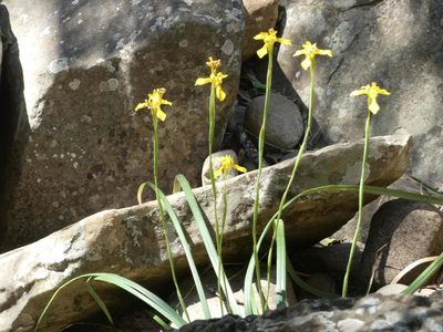 Moraea huttonii, photographed by Ronald Flipphi