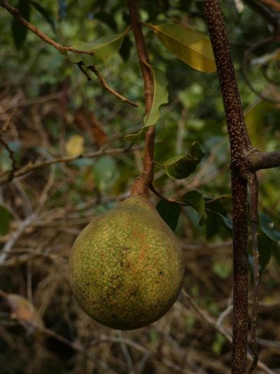 Landolphia kirkii, photographed by Ronald Flipphi