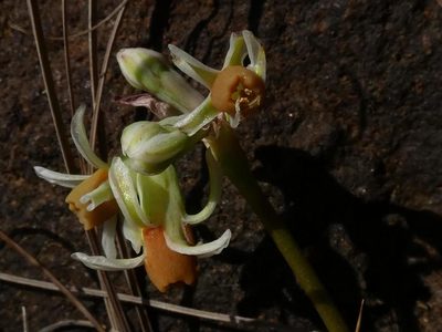 Tulbaghia acutiloba, photographed by Ronald Flipphi