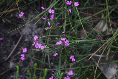 Indigofera ionii, photographed by Tony Rebelo