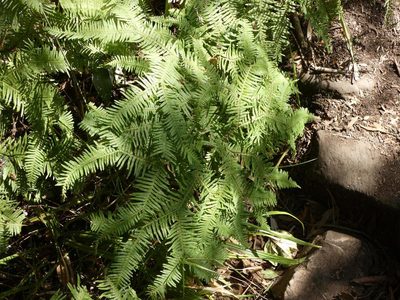 Sticherus umbraculifer, photographed by Ronald Flipphi