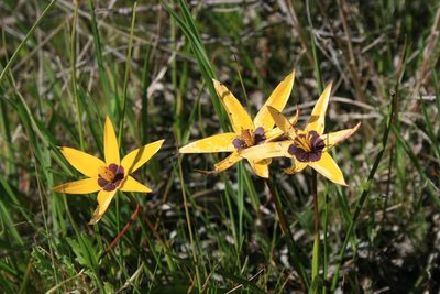 Pauridia canaliculata, photographed by Jacques van der Merwe