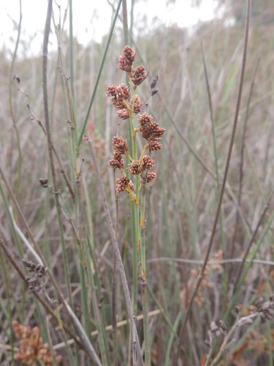 Cannomois arenicola, photographed by Jacques van der Merwe
