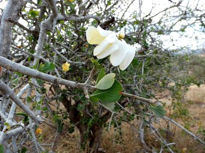 Gardenia volkensii, photographed by Ronald Flipphi