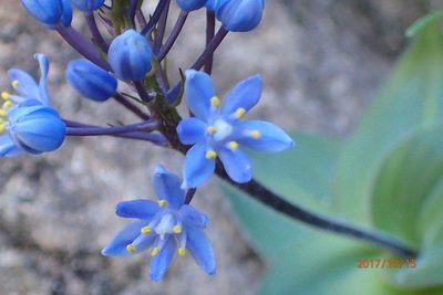 Merwilla dracomontana, photographed by Peter Warren