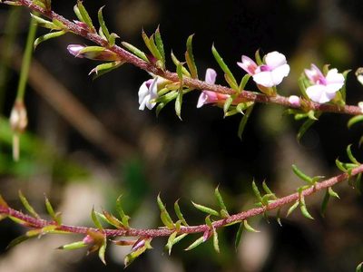 Muraltia ericoides, photographed by Klaus Wehrlin