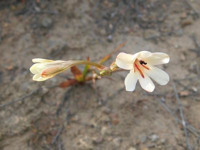 Tritonia flabellifolia, photographed by Klaus Wehrlin