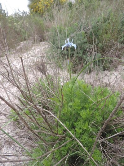 Senecio foeniculoides, photographed by Jacques van der Merwe
