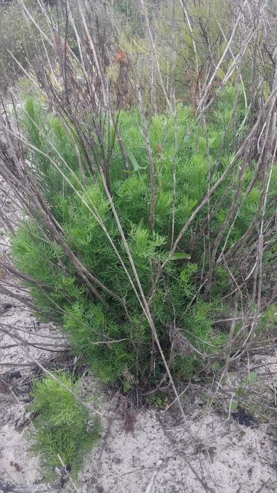Senecio foeniculoides, photographed by Jacques van der Merwe