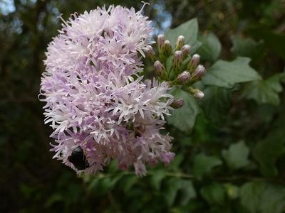 Distephanus angulifolius, photographed by Ronald Flipphi