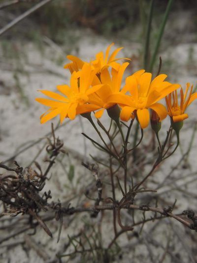 Steirodiscus speciosus, photographed by Jacques van der Merwe