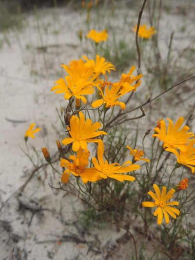 Steirodiscus speciosus, photographed by Jacques van der Merwe