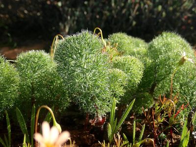 Eriospermum paradoxum, photographed by Ronald Flipphi