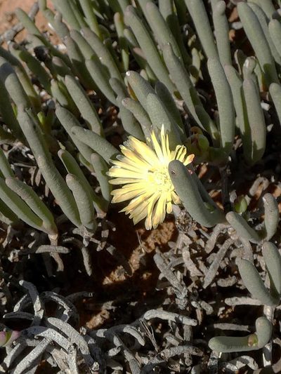Cephalophyllum framesii, photographed by Ronald Flipphi