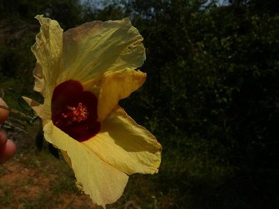 Sabdariffa surattensis, photographed by Ronald Flipphi