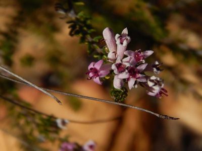 Phylica lachneaeoides, photographed by melda