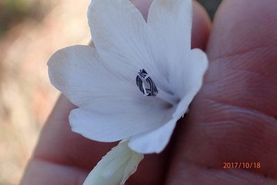 Dierama argyreum, photographed by Peter Warren