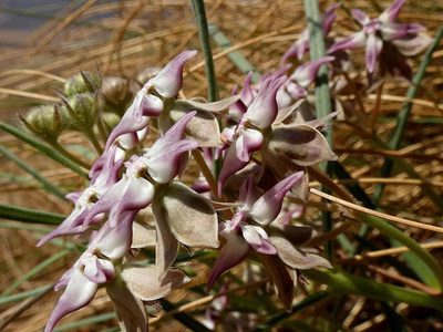 Asclepias stellifera, photographed by Ronald Flipphi