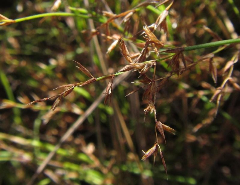 Platycaulos depauperatus, photographed by douglaseustonbrown