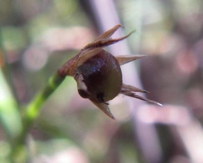 Platycaulos depauperatus, photographed by douglaseustonbrown