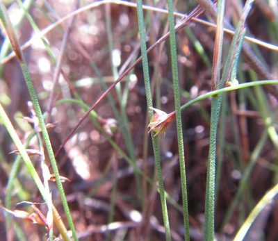 Platycaulos depauperatus, photographed by douglaseustonbrown