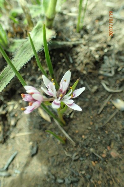 Wurmbea kraussii, photographed by Peter Warren