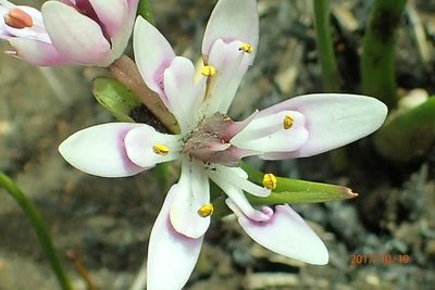 Wurmbea kraussii, photographed by Peter Warren