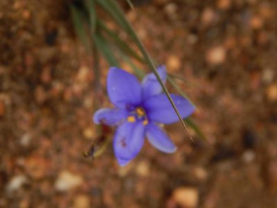 Aristea pusilla, photographed by melda