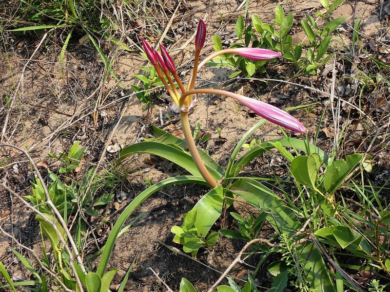 Crinum stuhlmannii, photographed by Ronald Flipphi