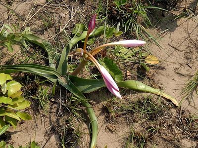 Crinum stuhlmannii, photographed by Ronald Flipphi