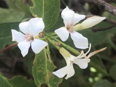 Billardiera floribunda, photographed by Ann Bentley