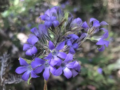Billardiera variifolia, photographed by Ann Bentley