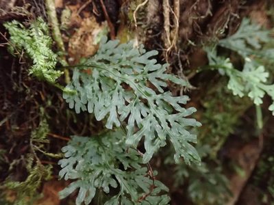 Hymenophyllum caudatum, photographed by John Brew
