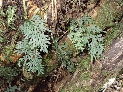 Hymenophyllum caudatum, photographed by John Brew