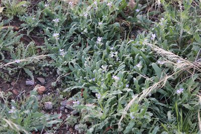 Matthiola parviflora, photographed by Eliseo D Moreno