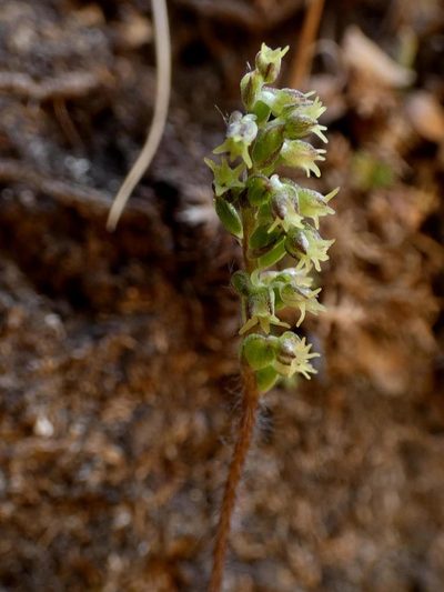 Holothrix thodei, photographed by Ronald Flipphi