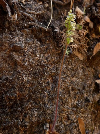 Holothrix thodei, photographed by Ronald Flipphi