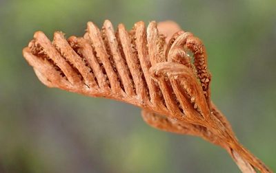 Microschizaea tenella, photographed by Nicola van Berkel